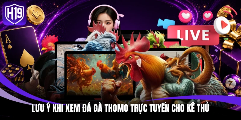 Lưu ý khi xem đá gà Thomo trực tuyến cho kê thủ
